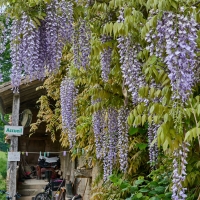 La Ferme de Valeyres - 1