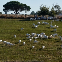 GAEC Camp de la Barraque - 1