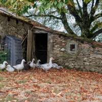 EARL de Rougeaires - 2