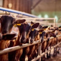 La Ferme de Valeyres - 2