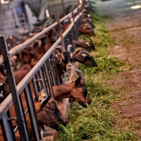 GAEC de l'Amalthée - 2