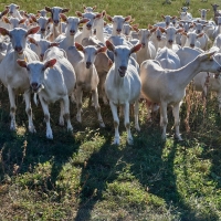 GAEC Camp de la Barraque - 2