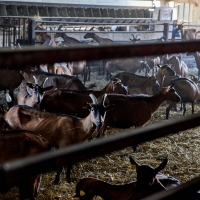 GAEC de l'Amalthée - 3