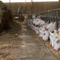 GAEC Camp de la Barraque - 4