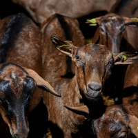 EARL Les Biquets de Conté Haut - 4