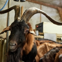 La Chèvre d'Autan - 4