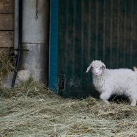 La Ferme de Valeyres - 5