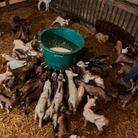 GAEC des Collines - 10