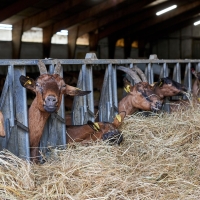 La Chèvre d'Autan - 5
