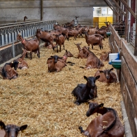 EARL de Rougeaires - 6