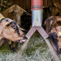 La Ferme de Valeyres - 6