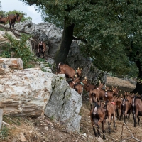 EARL de Rougeaires - 7