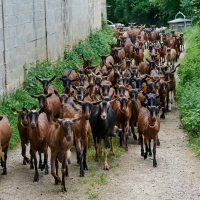 La Ferme de Valeyres - 8