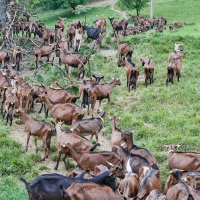 La Ferme de Valeyres - 9