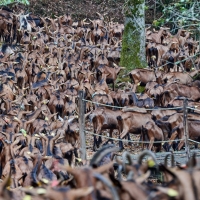 La Chèvre d'Autan - 8