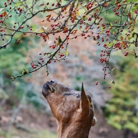La Chèvre d'Autan - 9