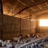 GAEC Camp de la Barraque - 10