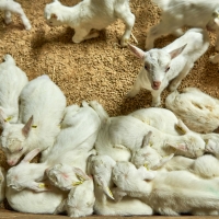 EARL de la Calmette - 9