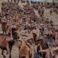 La Chèvre d'Autan - 10