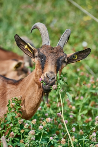 Fromagerie Le Pic - Nos producteurs - Chèvres pré